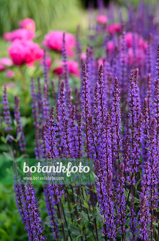 521052 - Sauge des bois (Salvia nemorosa 'Caradonna')