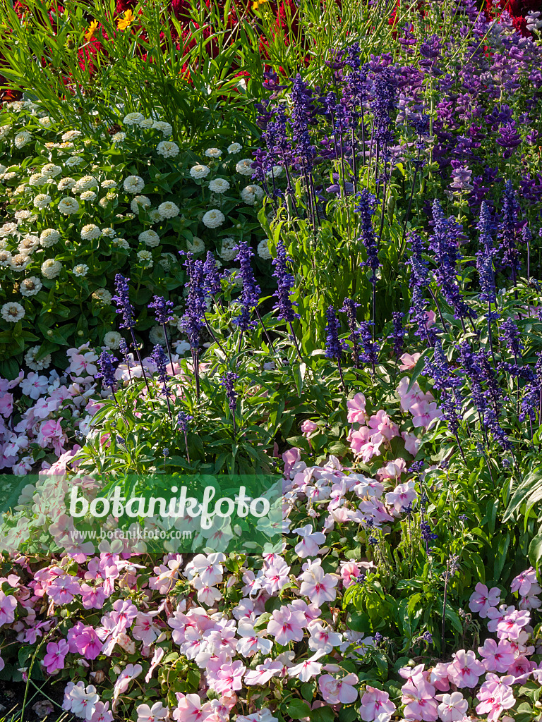 403068 - Sauge farineuse (Salvia farinacea 'Victoria') et balsamine (Impatiens walleriana)