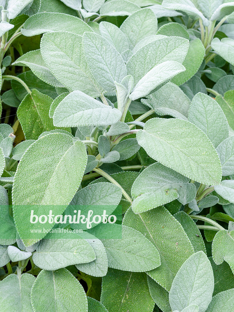 487200 - Sauge officinale (Salvia officinalis 'Culinaria')