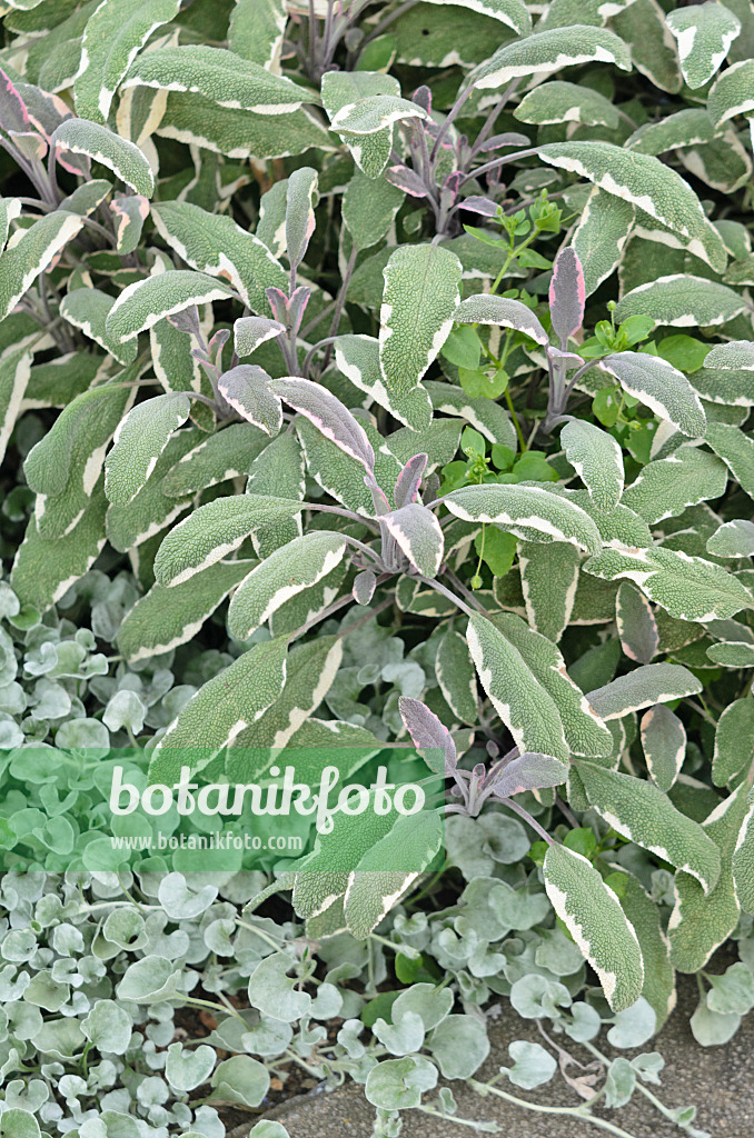 547050 - Sauge officinale (Salvia officinalis 'Rotmühle')