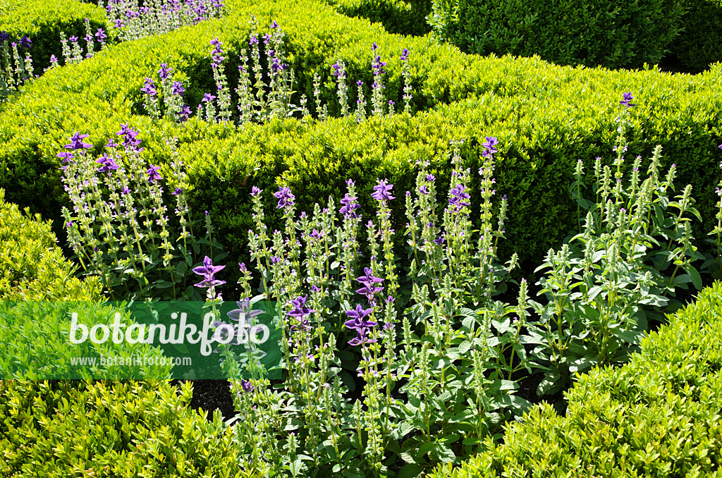 508192 - Sauge verte (Salvia viridis 'Marble Arch Blue' syn. Salvia horminum 'Marble Arch Blue') et buis de Corée (Buxus sinica var. insularis 'Justin Brouwers')