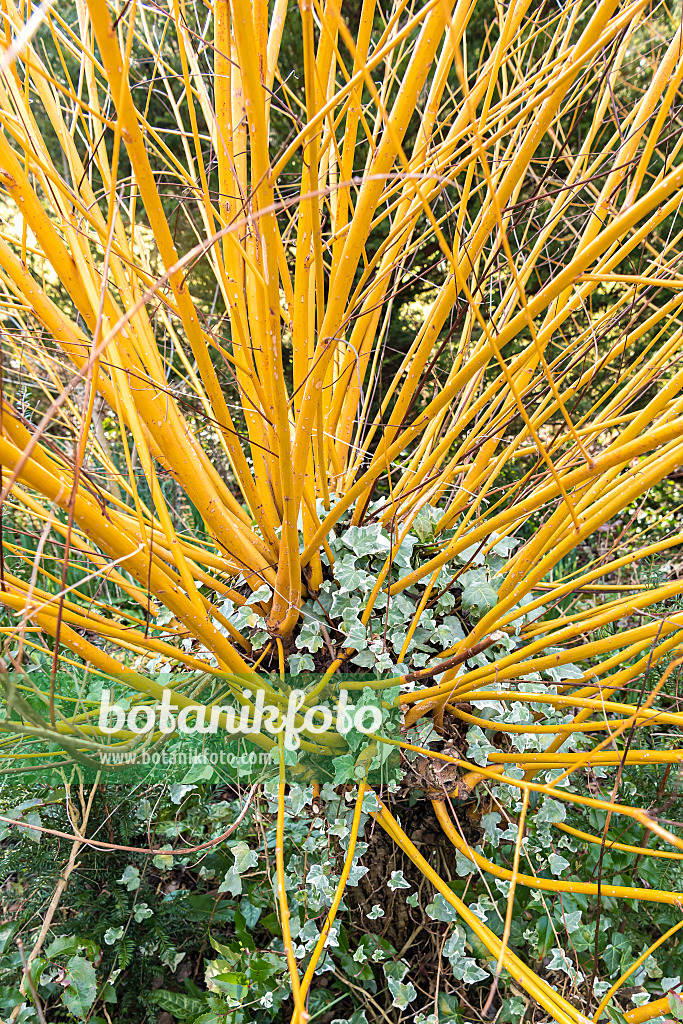 625367 - Saule blanc (Salix alba 'Britzensis')