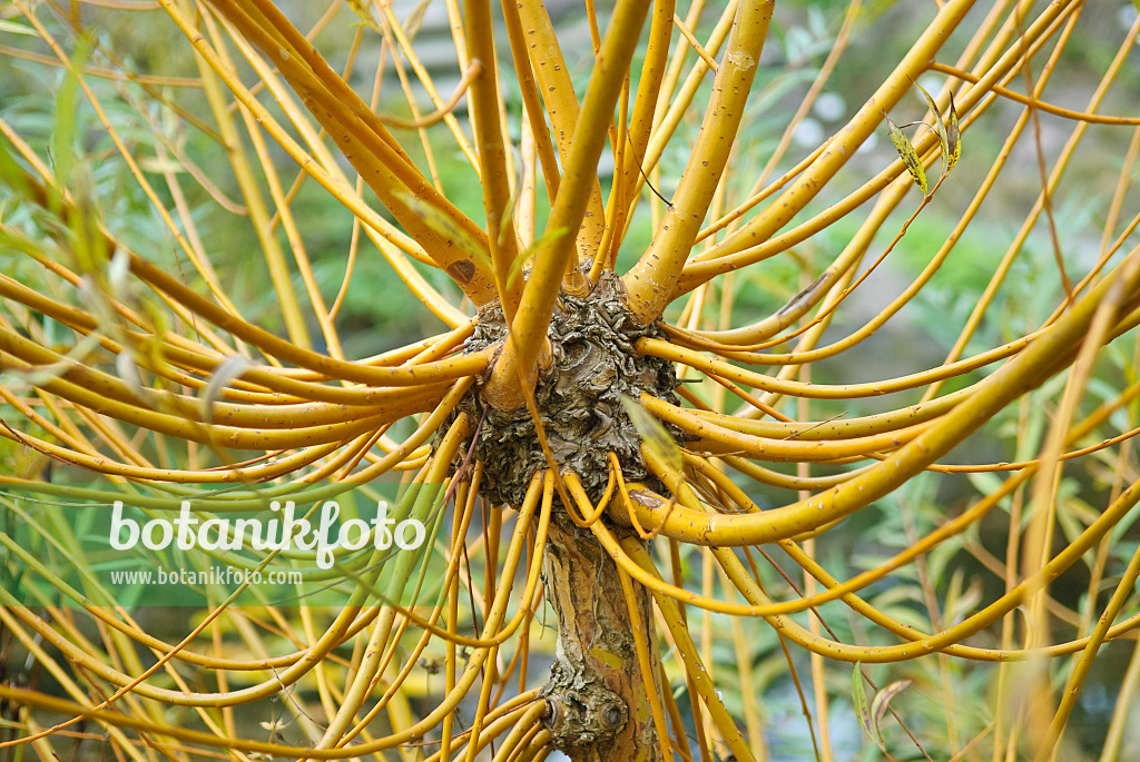 502426 - Saule blanc (Salix alba 'Chermesina')