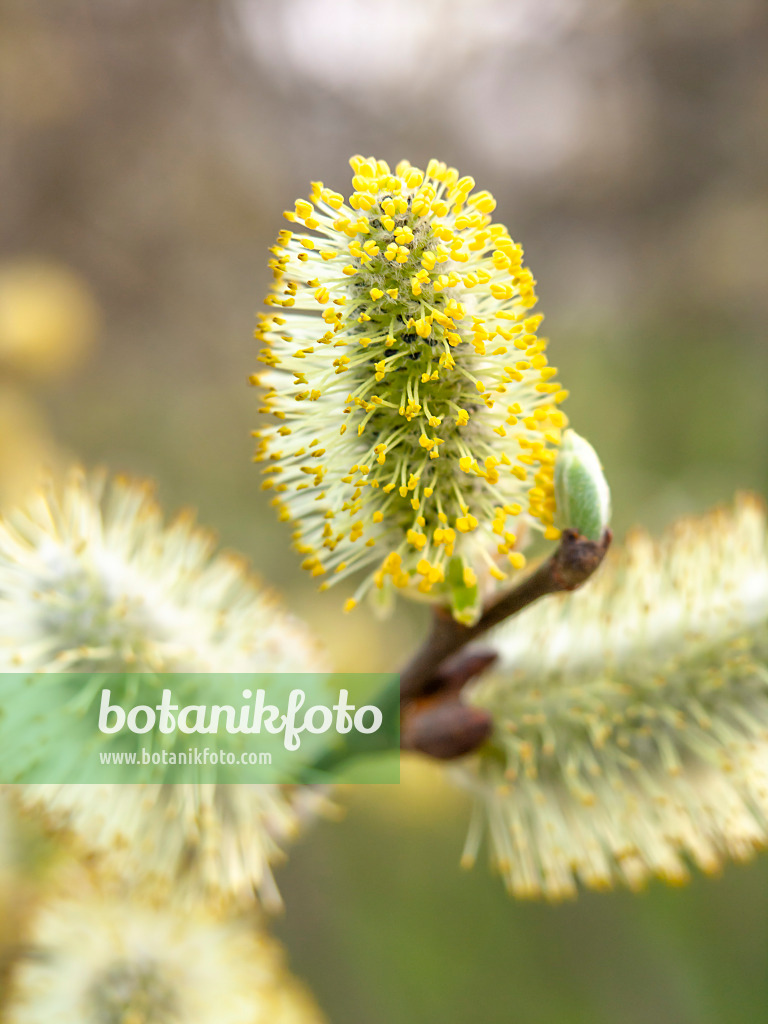 436224 - Saule cendré (Salix cinerea)