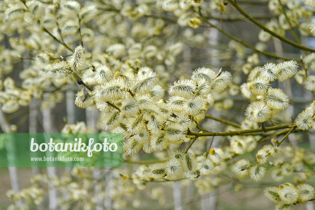 502427 - Saule marsault (Salix caprea)