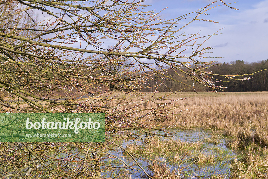 578025 - Saule marsault (Salix caprea)