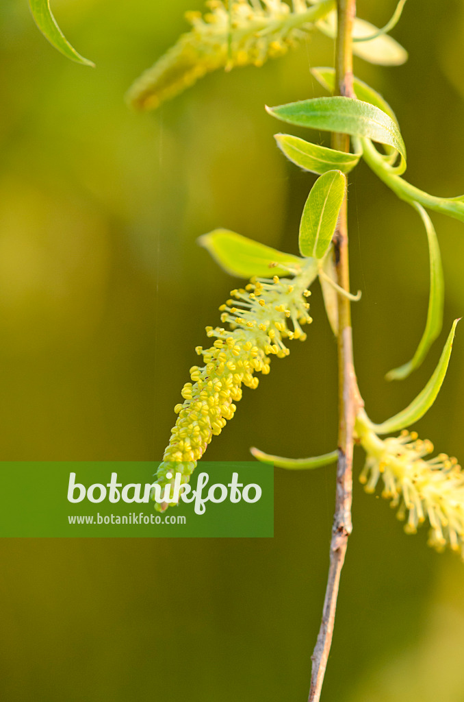 531010 - Saule pleureur (Salix alba 'Tristis')