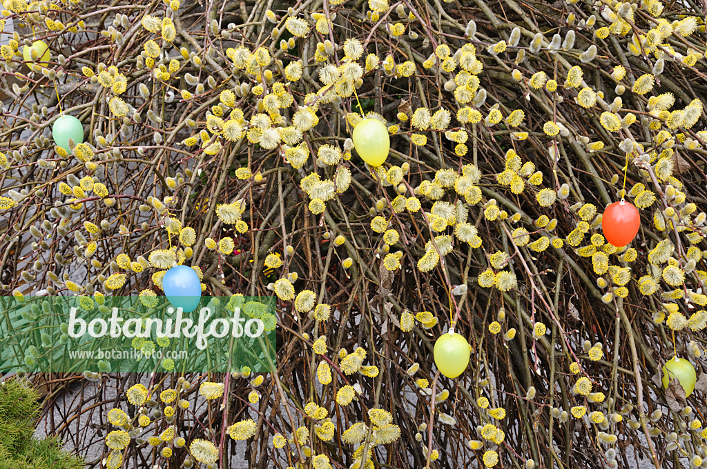 470065 - Saule (Salix) avec des œufs de Pâques