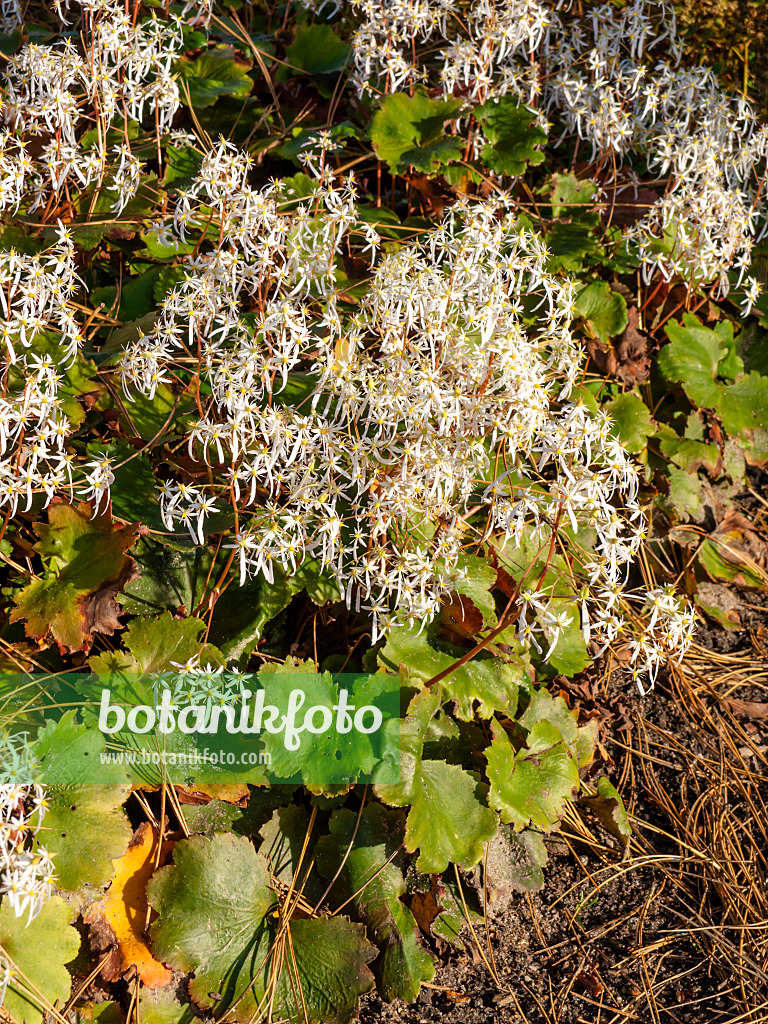 465291 - Saxifrage d'automne (Saxifraga cortusifolia)