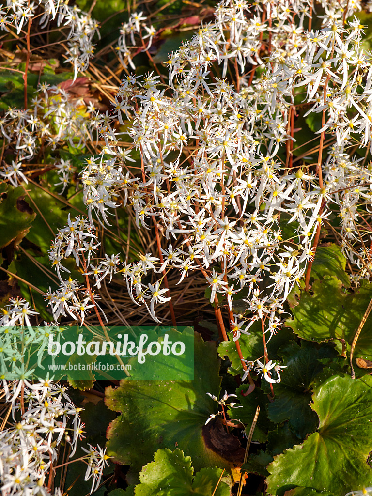 465292 - Saxifrage d'automne (Saxifraga cortusifolia)