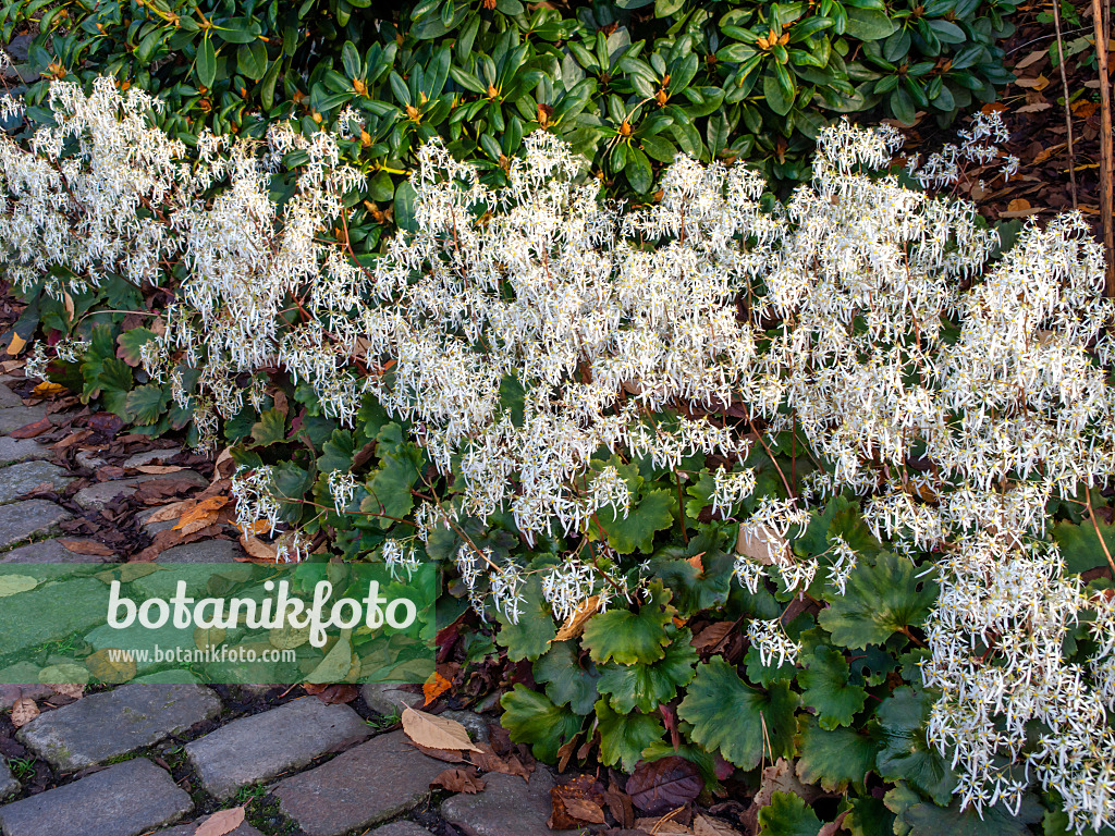 465293 - Saxifrage d'automne (Saxifraga cortusifolia)