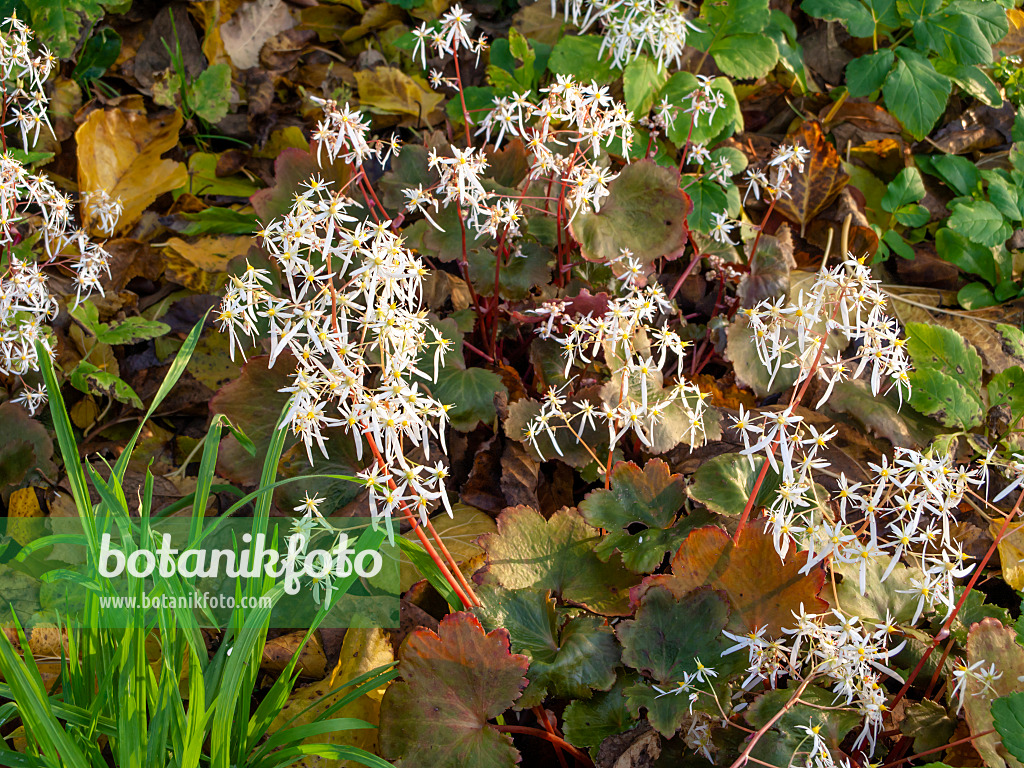 466011 - Saxifrage d'automne (Saxifraga cortusifolia)