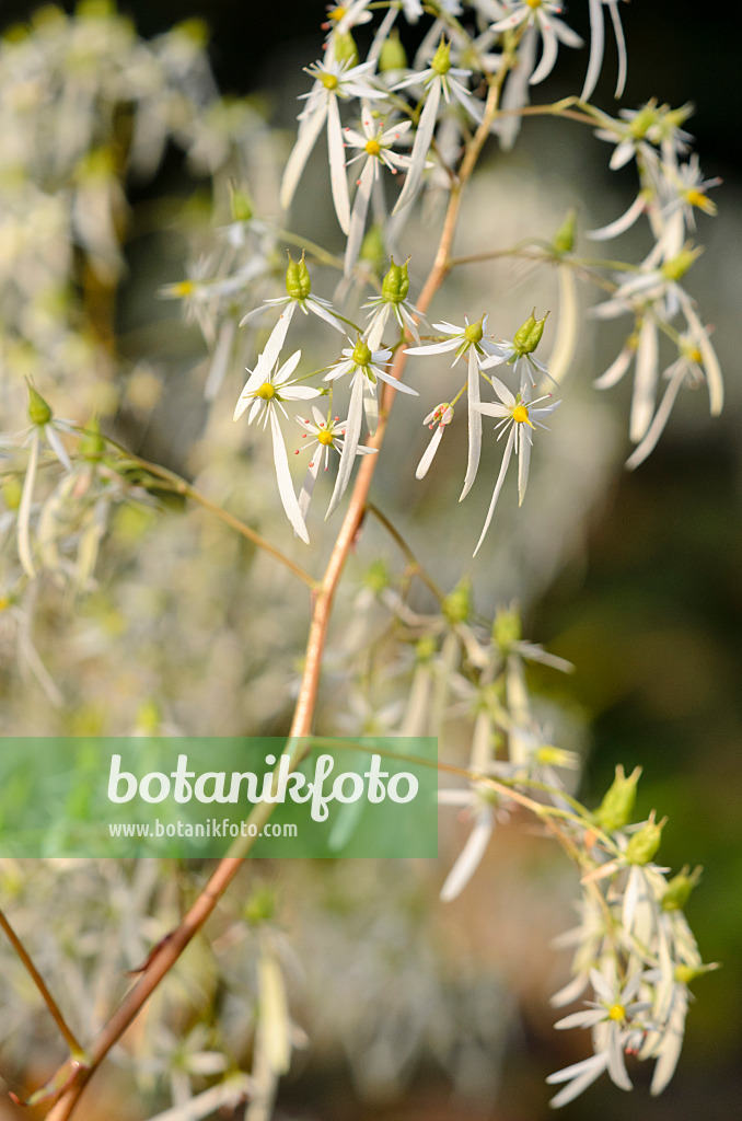 525346 - Saxifrage d'automne (Saxifraga cortusifolia)