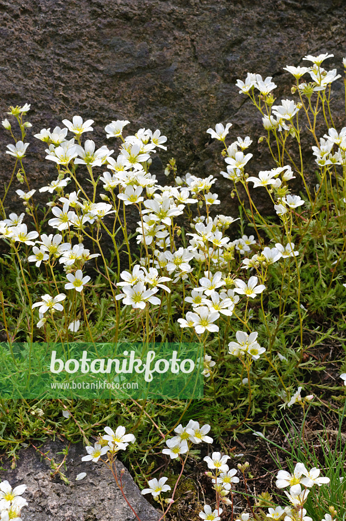 472119 - Saxifrage mousse (Saxifraga hypnoides)