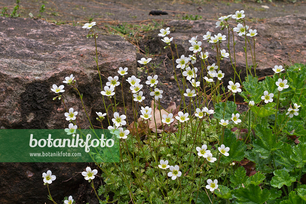 570044 - Saxifrage (Saxifraga cespitosa)