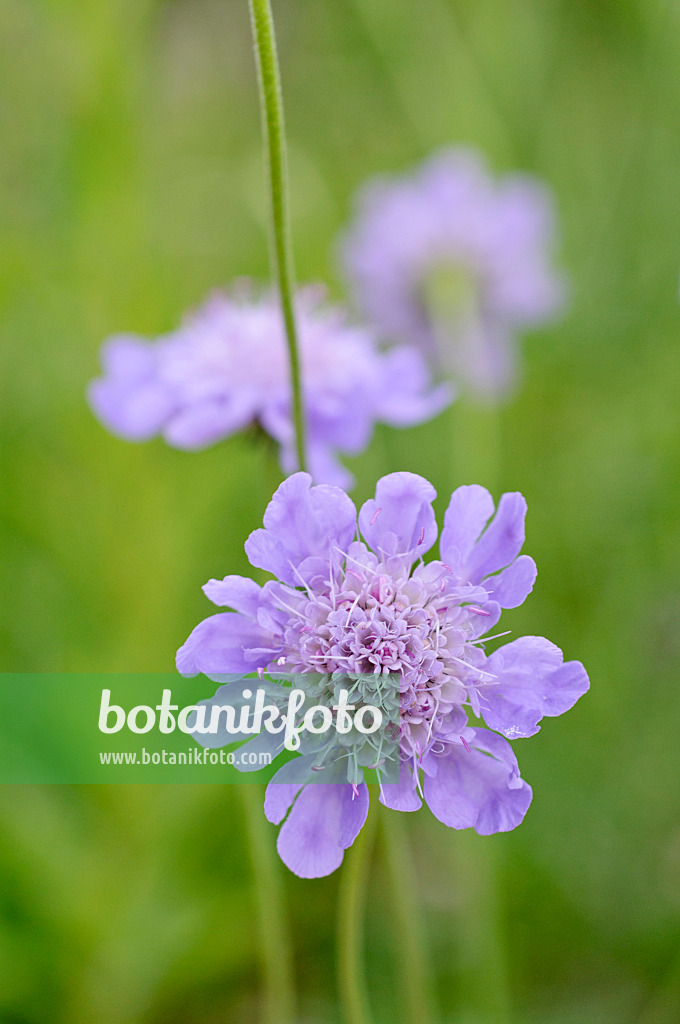 473284 - Scabieuse luisante (Scabiosa lucida)