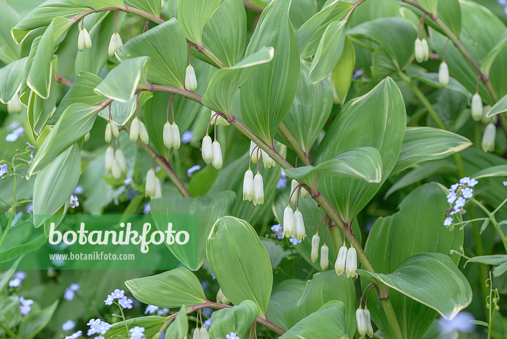 575200 - Sceau de Salomon multiflore (Polygonatum multiflorum 'Variegatum')