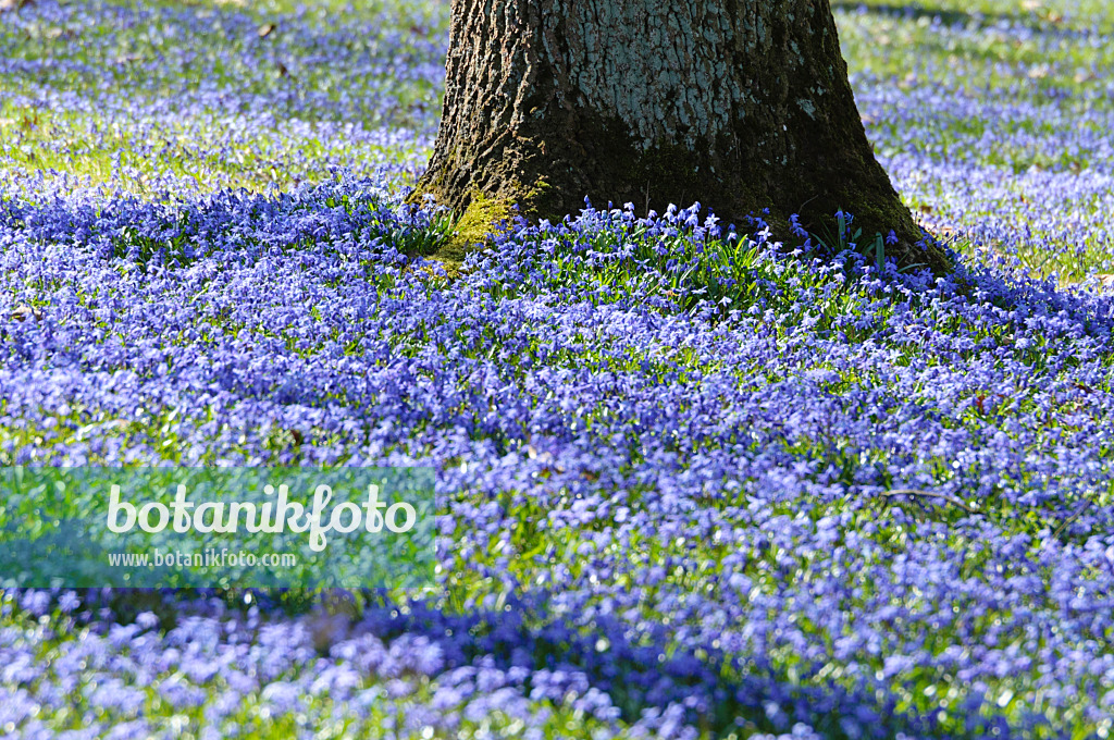 470083 - Scille de Sibérie (Scilla siberica)