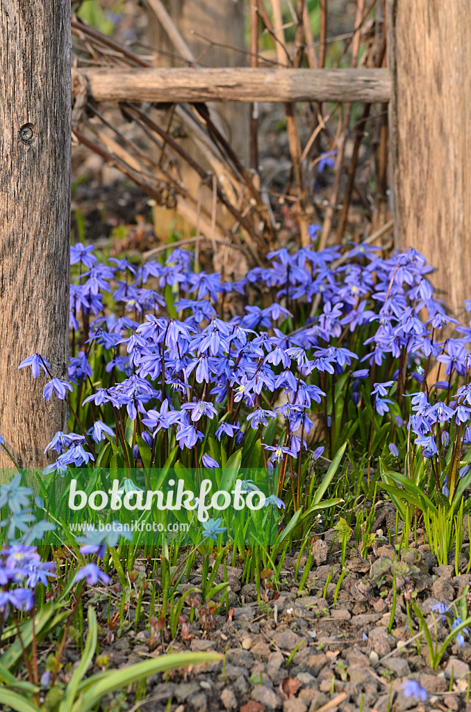 519030 - Scille de Sibérie (Scilla siberica)