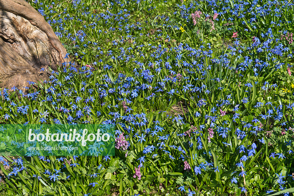 570008 - Scille de Sibérie (Scilla siberica)