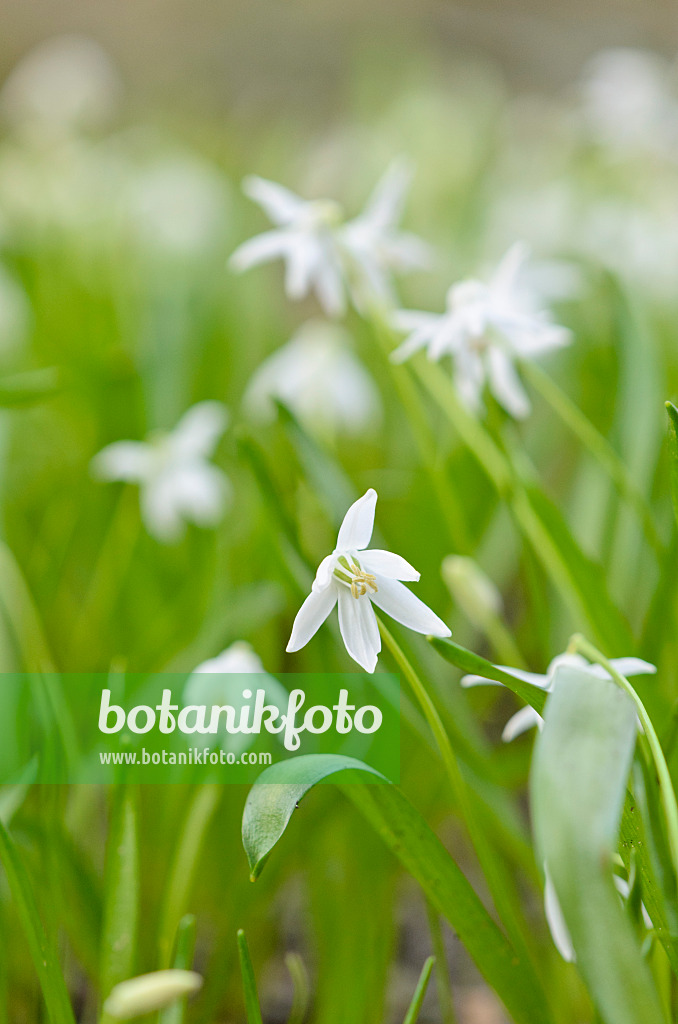 519041 - Scille de Sibérie (Scilla siberica 'Alba')