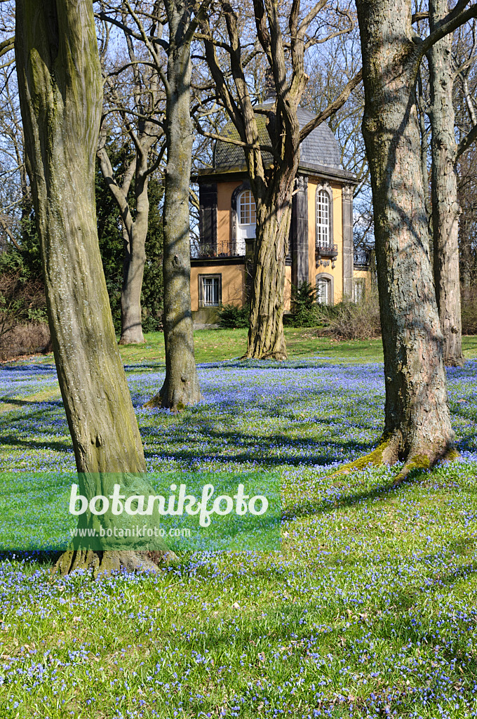 470080 - Scille de Sibérie (Scilla siberica), cimetière de Linden, Hanovre, Allemagne