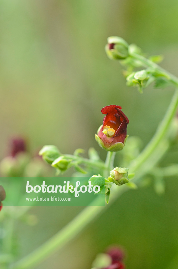 496084 - Scrophulaire (Scrophularia smithii)