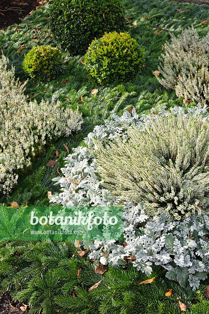 466065 - Séneçon cinéraire (Senecio cineraria), bruyère (Calluna vulgaris) et buis commun (Buxus sempervirens)