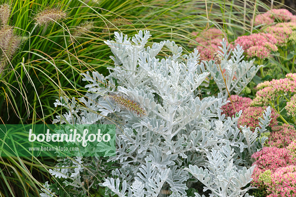 488065 - Séneçon cinéraire (Senecio cineraria), Pennisetum et orpin reprise (Sedum telephium syn. Hylotelephium telephium)