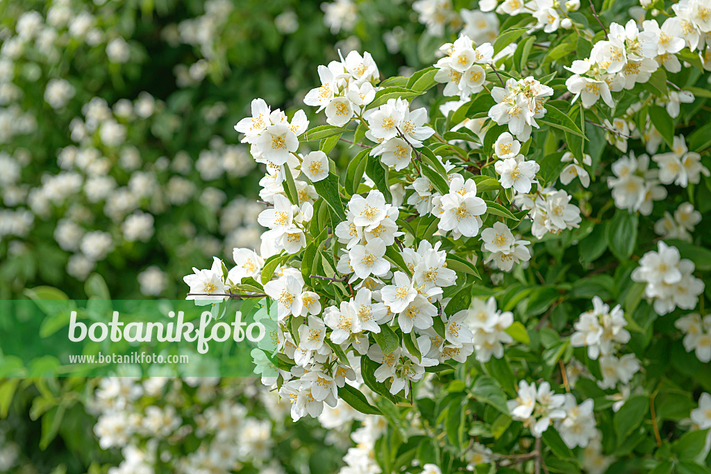 607166 - Seringat (Philadelphus Erectus)