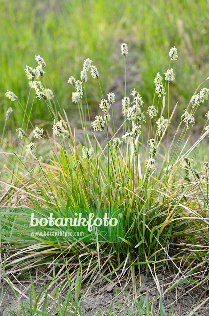 519068 - Seslérie (Sesleria heufleriana)