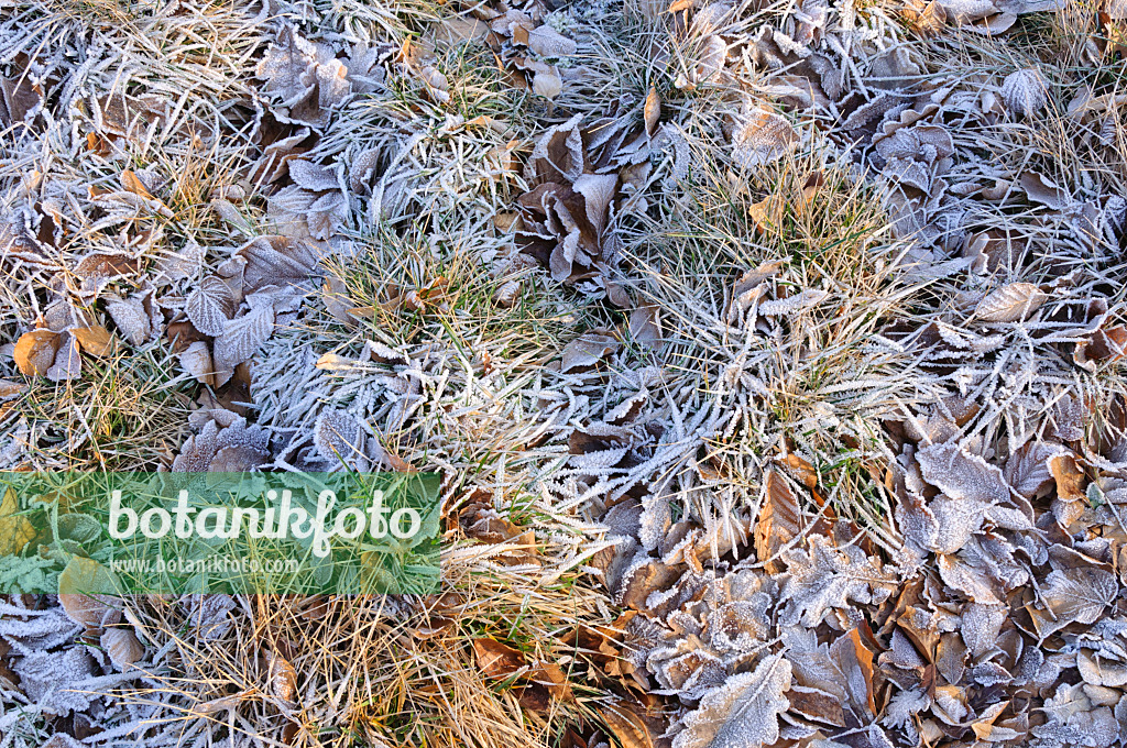 467085 - Seslérie (Sesleria sadleriana) avec du givre