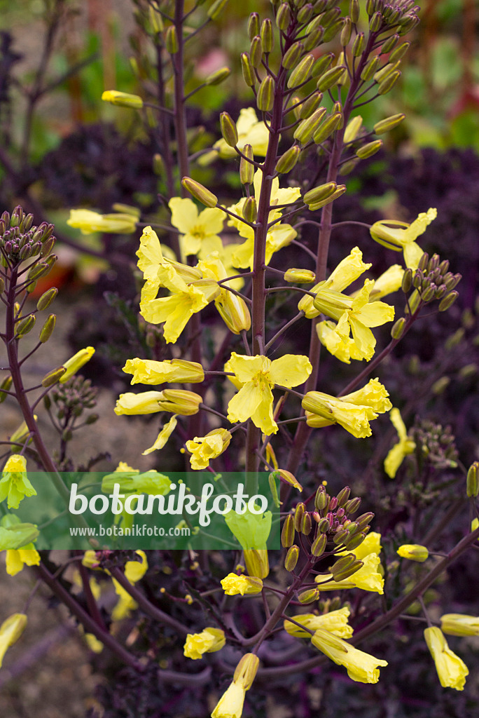 570048 - Shiso (Perilla frutescens)