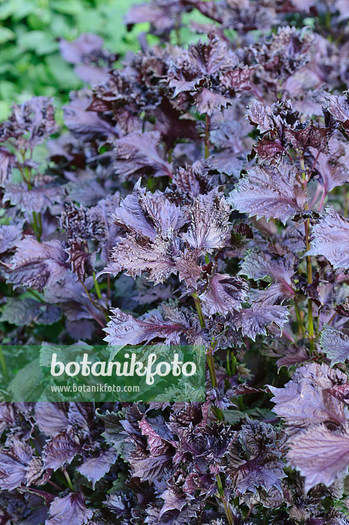 487157 - Shiso (Perilla frutescens var. nankinensis)