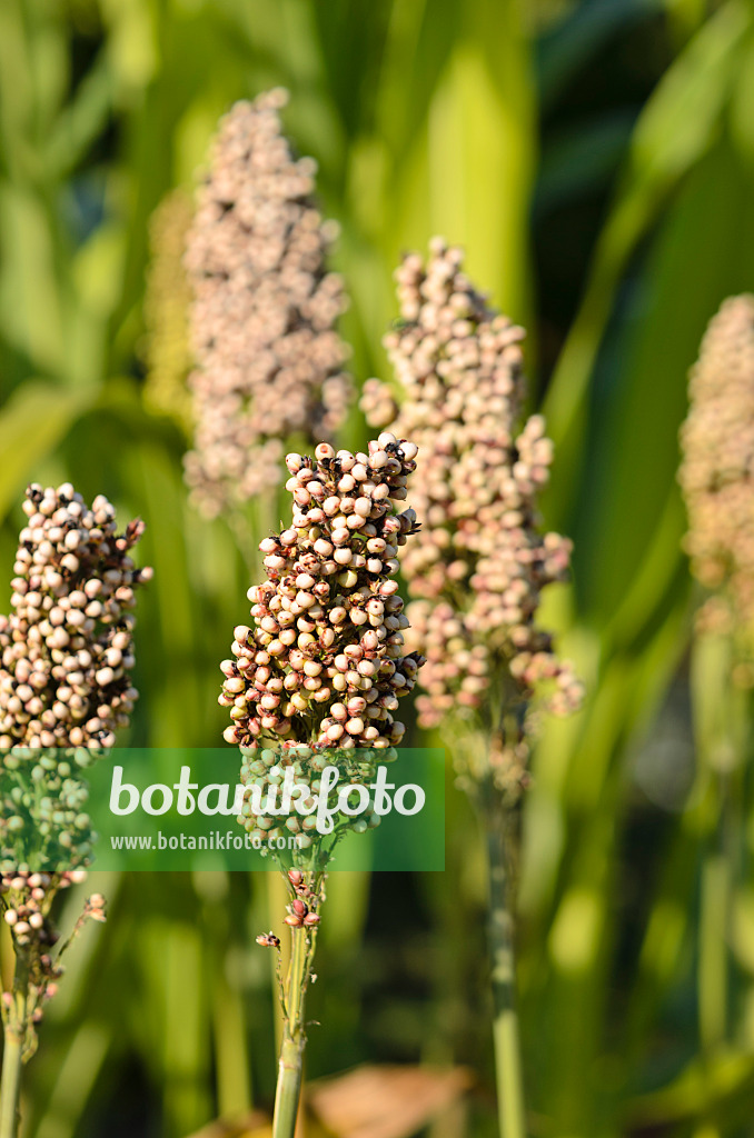 548065 - Sorgho commun (Sorghum bicolor)