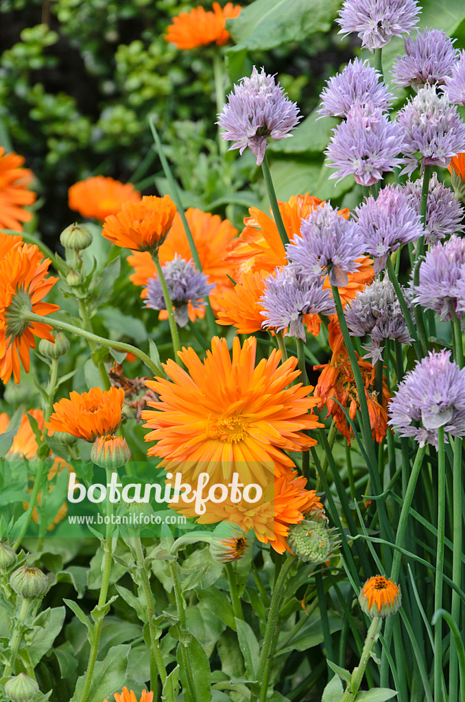 508205 - Souci officinal (Calendula officinalis 'Radio') et ciboulette (Allium schoenoprasum)