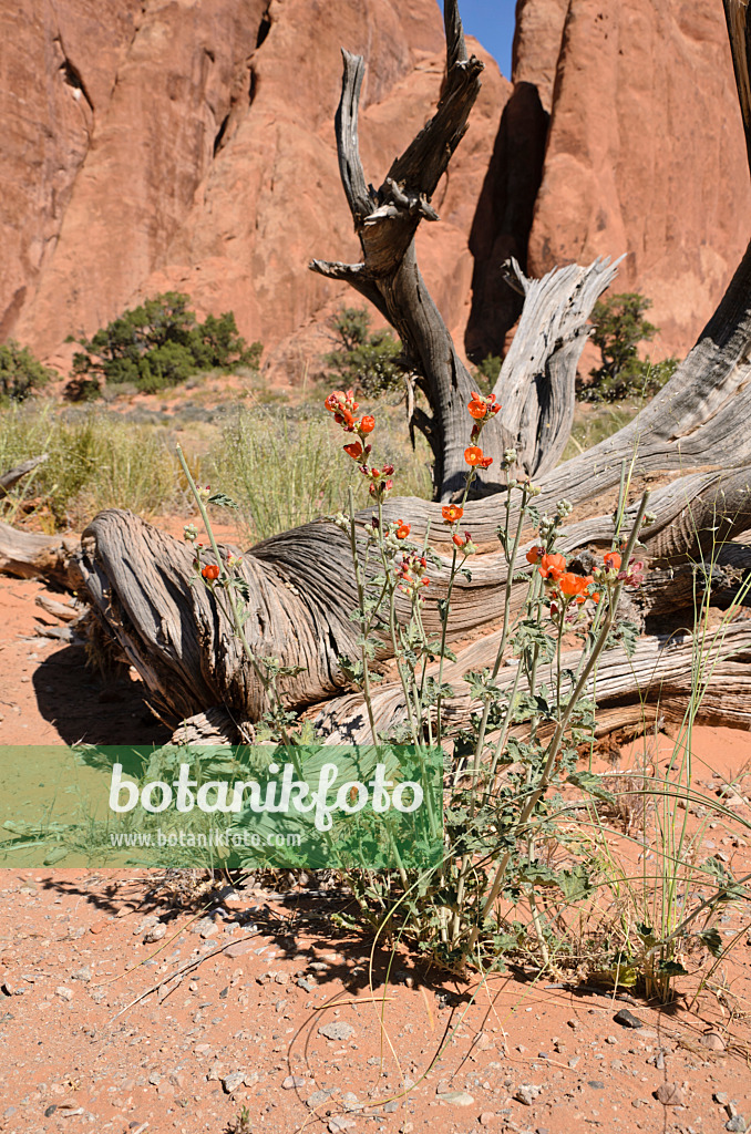 508286 - Sphaeralcea parvifolia, parc national des Arches, Utah, États-Unis