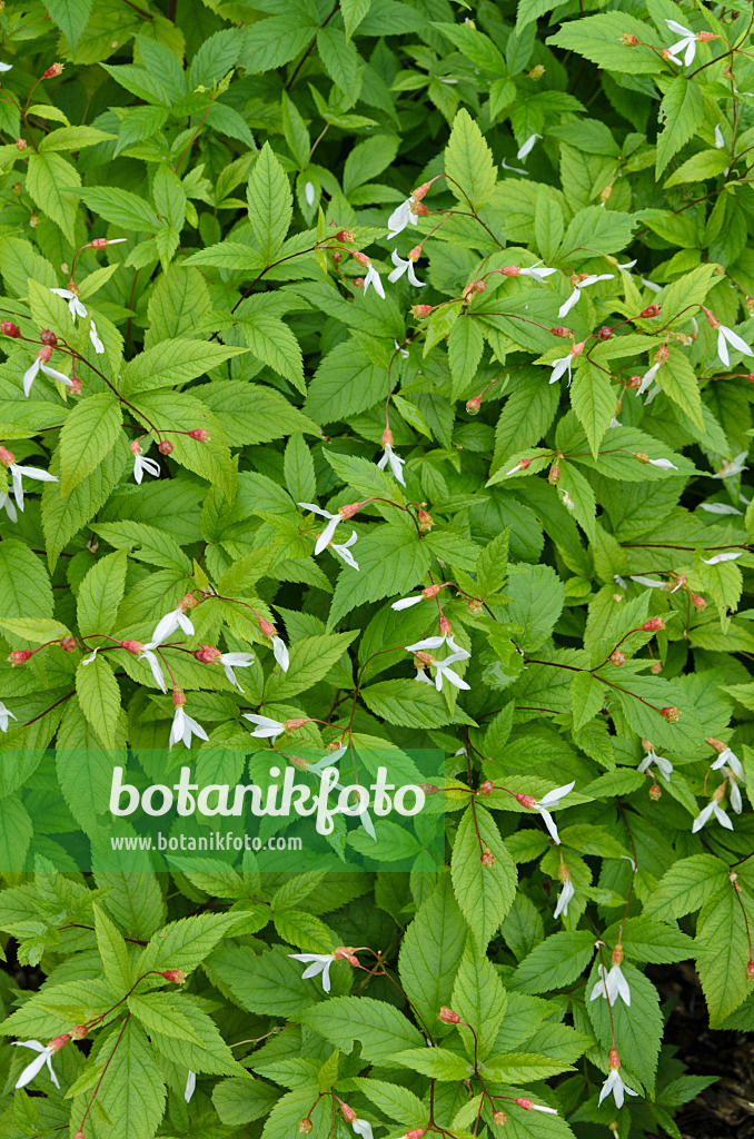 497111 - Spirée à trois feuilles (Gillenia trifoliata)