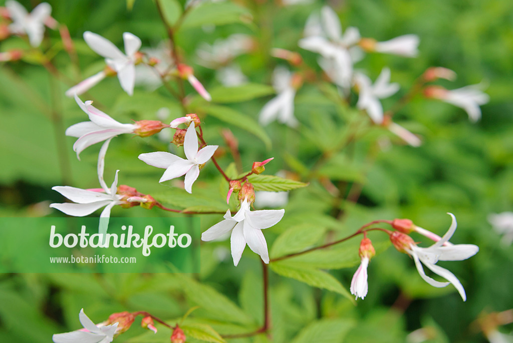 518001 - Spirée à trois feuilles (Gillenia trifoliata)