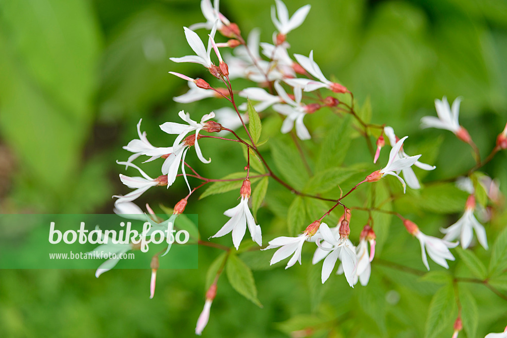 558262 - Spirée à trois feuilles (Gillenia trifoliata)