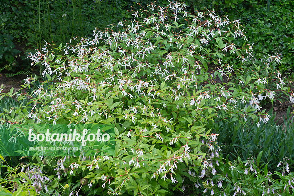 608134 - Spirée à trois feuilles (Gillenia trifoliata)