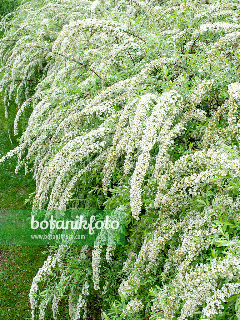 484057 - Spirée de Norvège (Spiraea x cinerea 'Grefsheim')