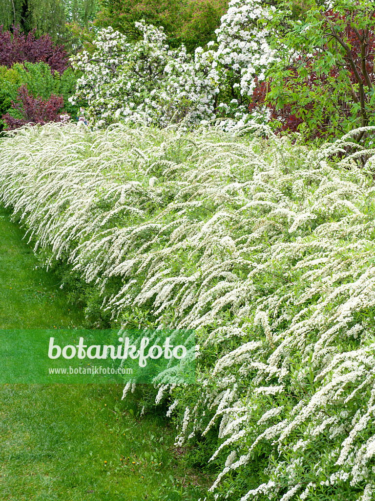 484061 - Spirée de Norvège (Spiraea x cinerea 'Grefsheim')