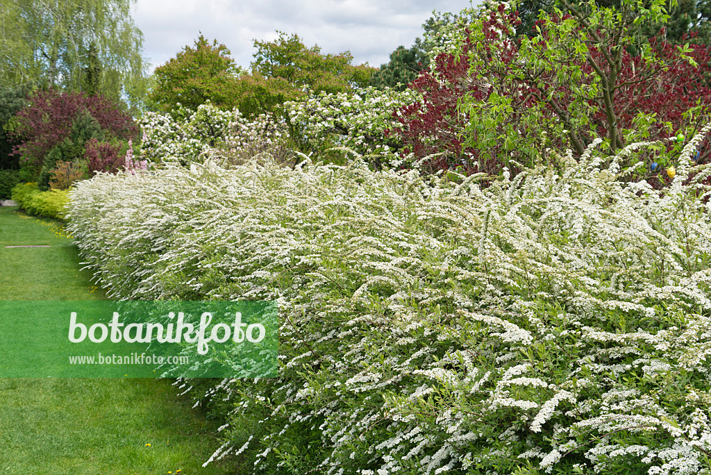 531218 - Spirée de Norvège (Spiraea x cinerea 'Grefsheim')