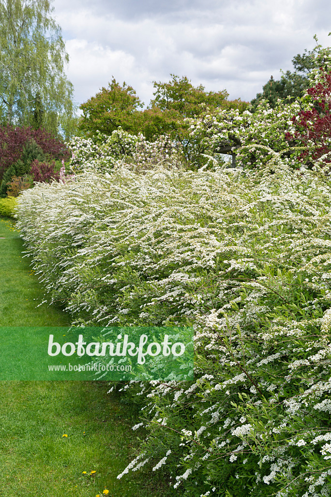 531219 - Spirée de Norvège (Spiraea x cinerea 'Grefsheim')