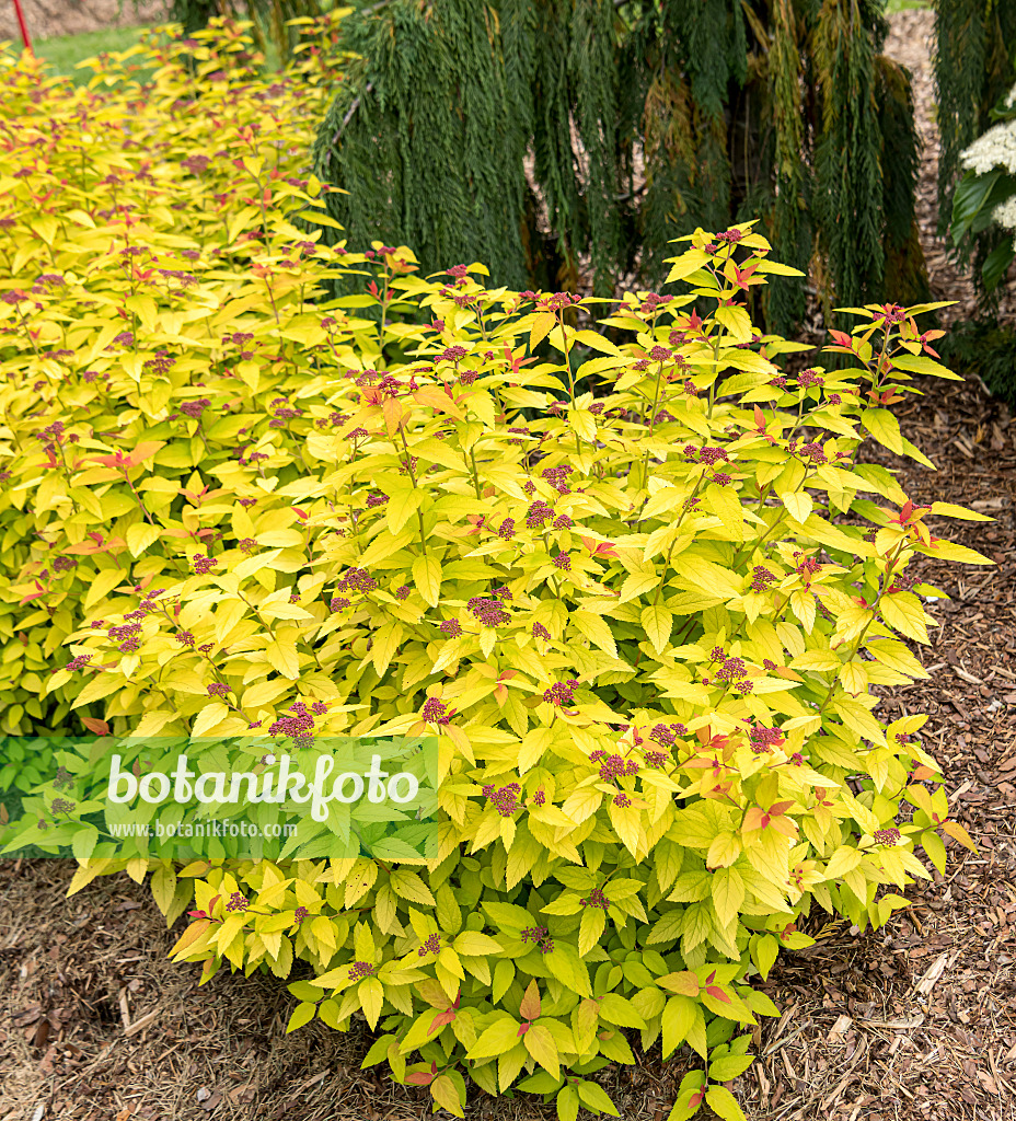 607210 - Spirée du Japon (Spiraea japonica 'Double Play Candy Corn')