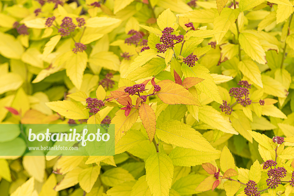 607211 - Spirée du Japon (Spiraea japonica 'Double Play Candy Corn')