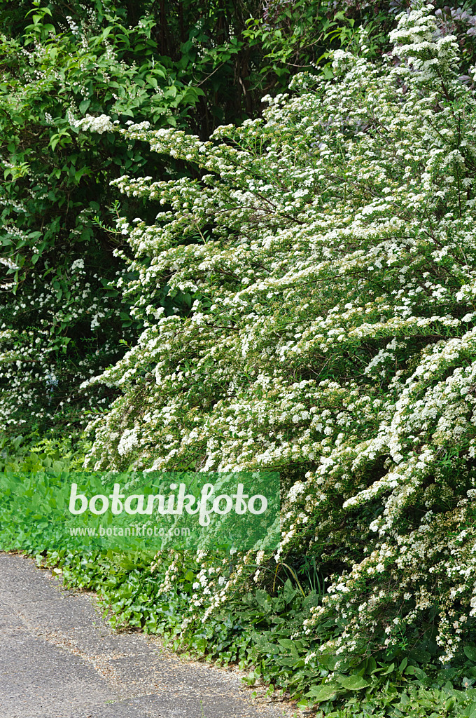 472400 - Spirée du Japon (Spiraea japonica 'Flächenfüller')