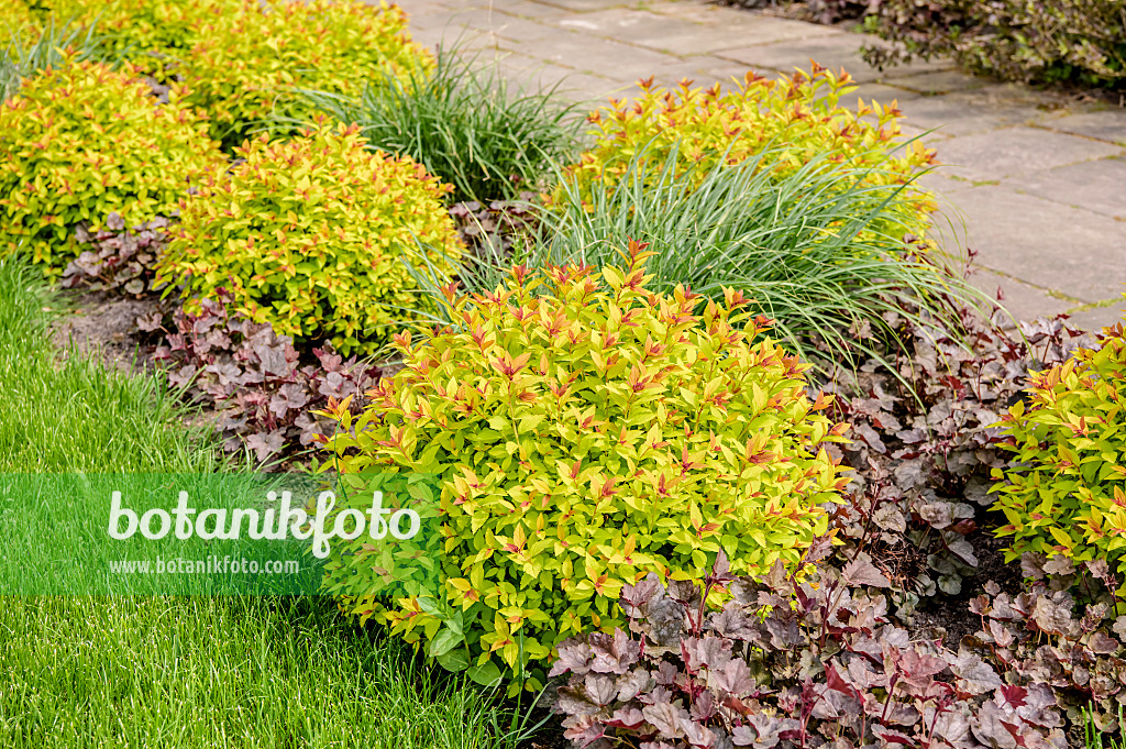 593202 - Spirée du Japon (Spiraea japonica 'Magic Carpet')