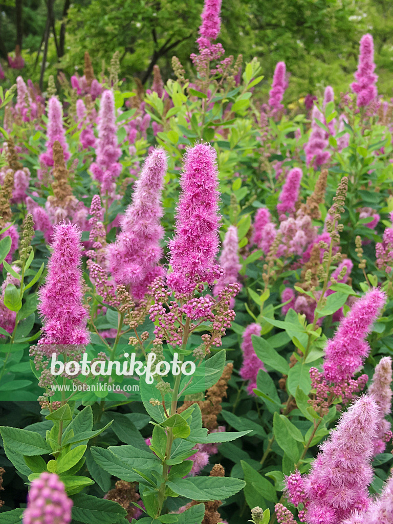 490178 - Spirée (Spiraea x billardii)